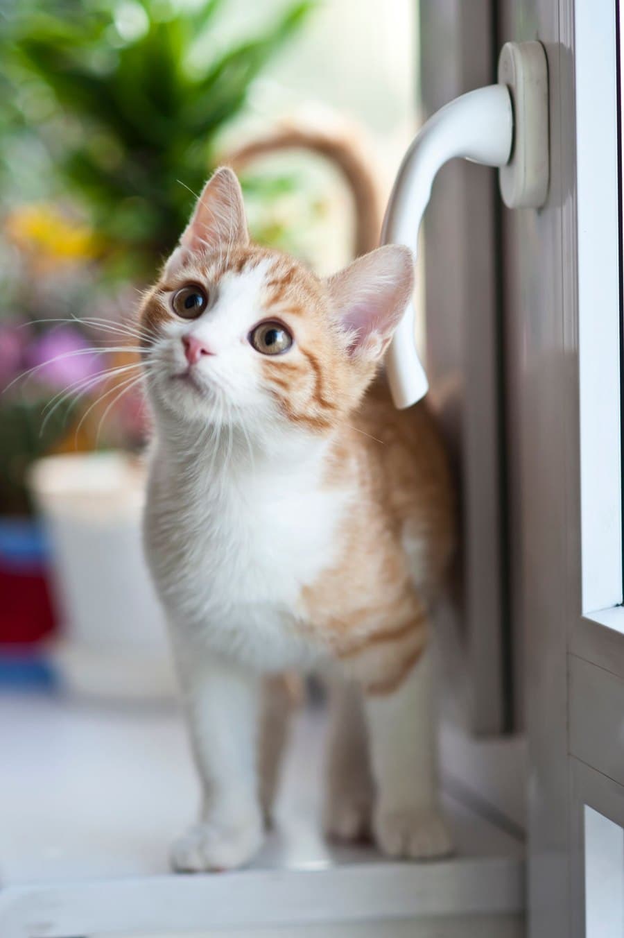 Photograph of a ginger and white cat in a doorway