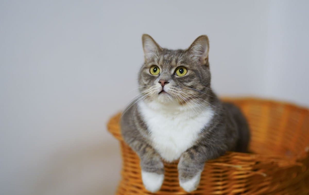 Photograph of a tabby cat resting in a wicker basket