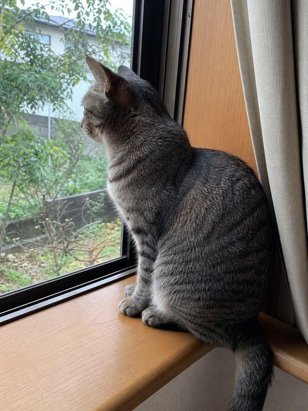 Photo of a grey tabby cat sitting on a windowsill looking out at a garden