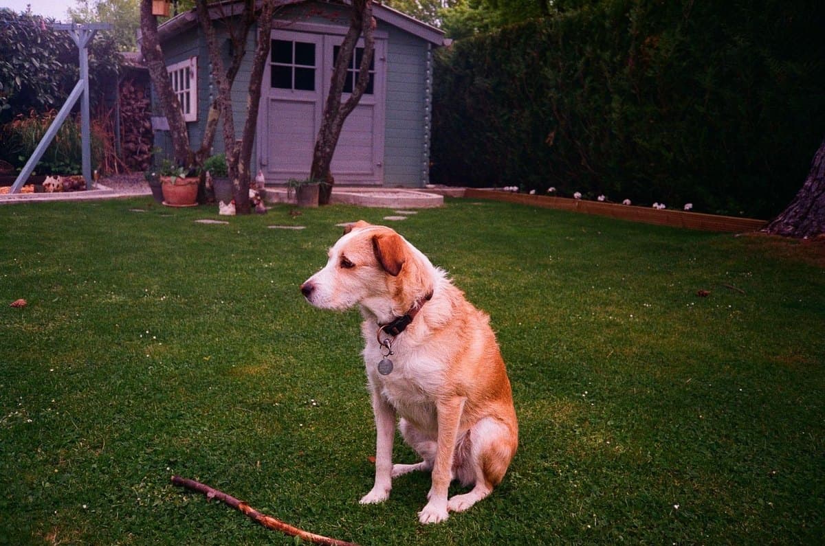 Photograph of a dog sitting on a lawn in a garden