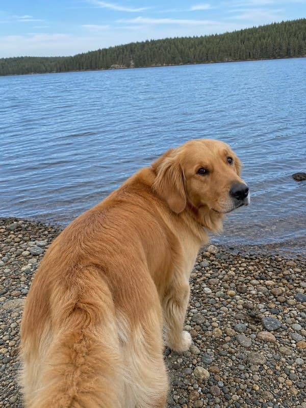 Photo of a golden retriever on a pebbly lakeshore looking back over its shoulder