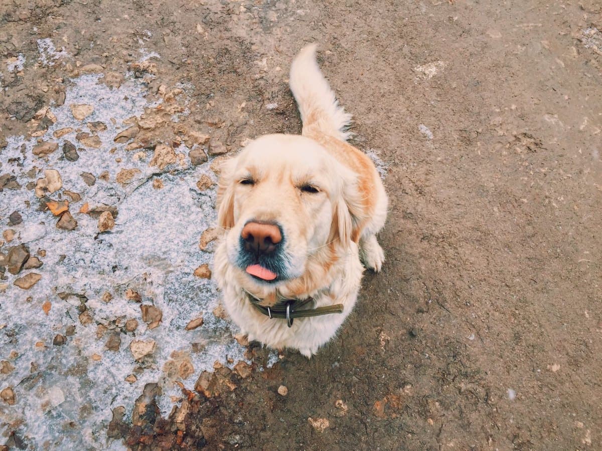 Photograph of a retriever looking up at the camera