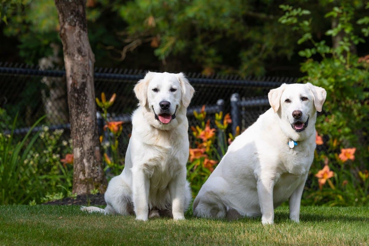 Photograph of two retrievers sitting on grass