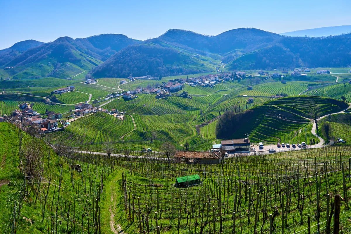 Photograph of terraced vineyards under a blue sky