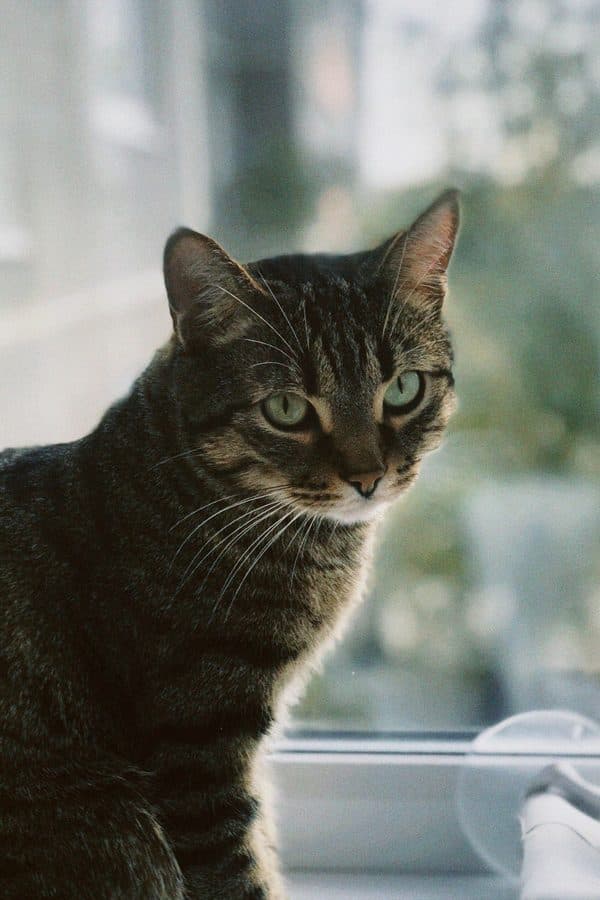 Photo of a tabby cat sitting by a window