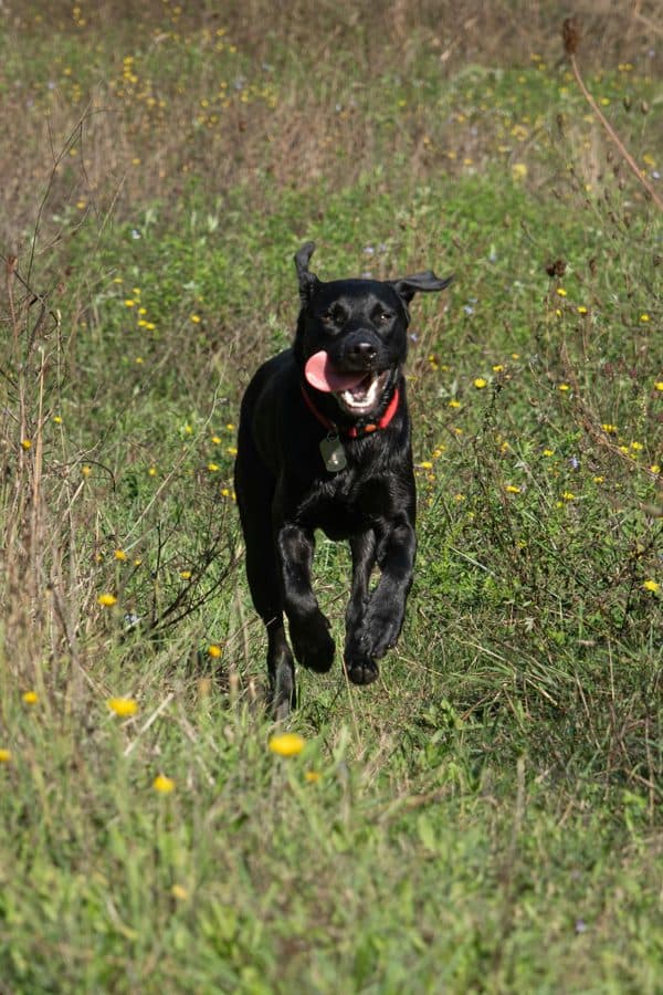 Photo of a black labrador running with its ears flying