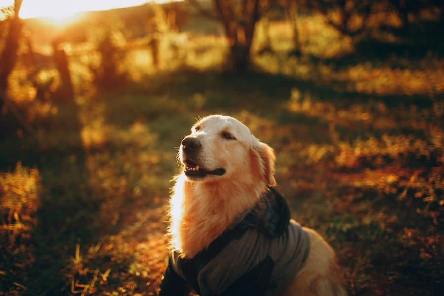 Photo of a golden retriever in a meadow at sunset