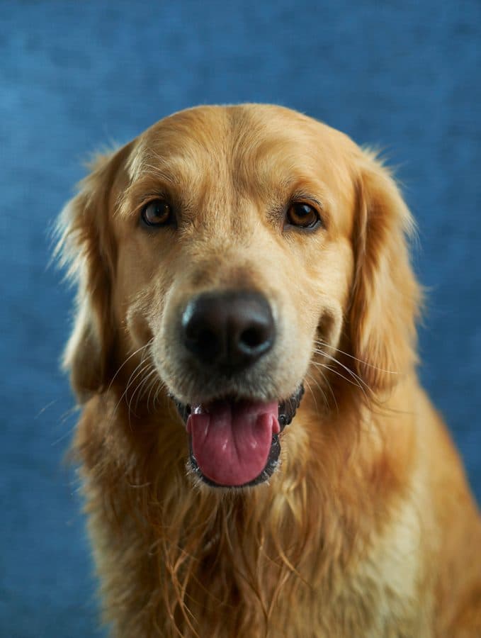 Studio photo of a golden retriever against a blue backdrop
