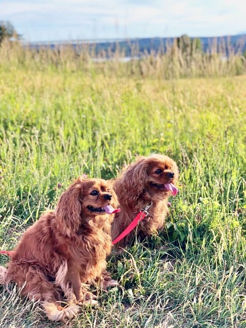 Photo of two Cavalier King Charles Spaniels in a field